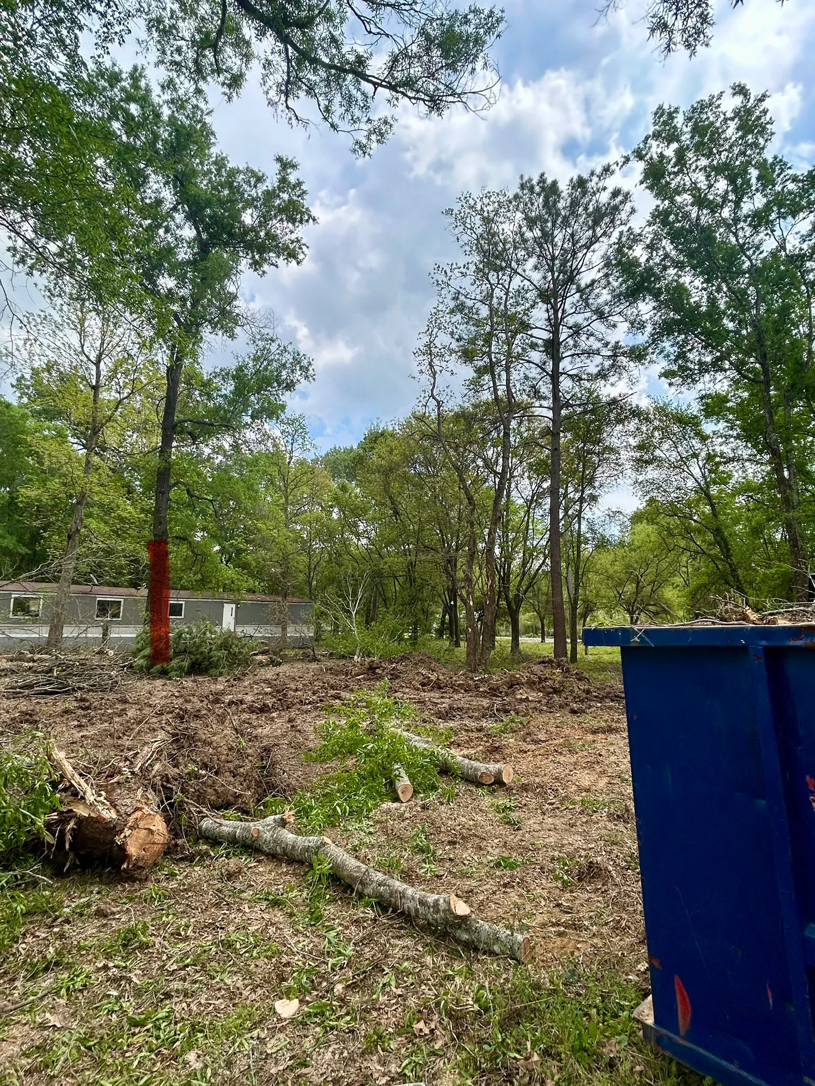 Cleared wooded lot with felled trees, stumps, and debris removal in progress among standing timber
